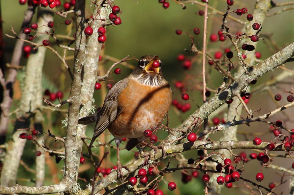 LETTER: Keeping dogs on leash at Panama Flats a win for the wildlife