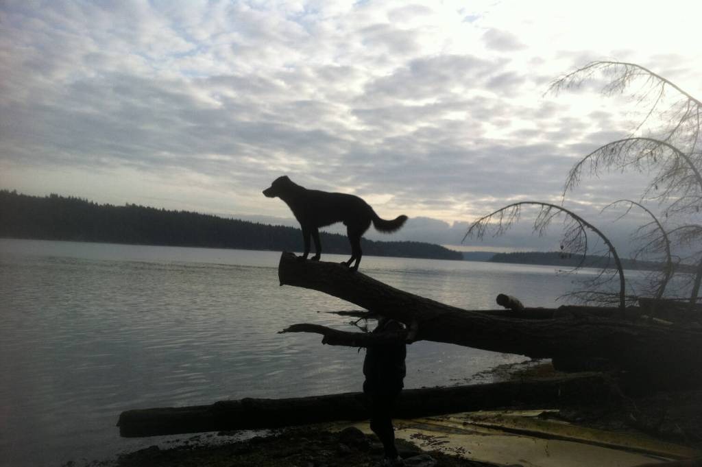 LETTER: Saanich council creating an unfriendly world for dogs